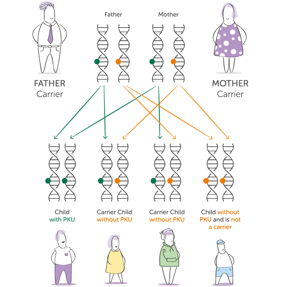 Diagram, showing a mother and father who are carriers of UCD having one child with UCD, two carrier children & one without