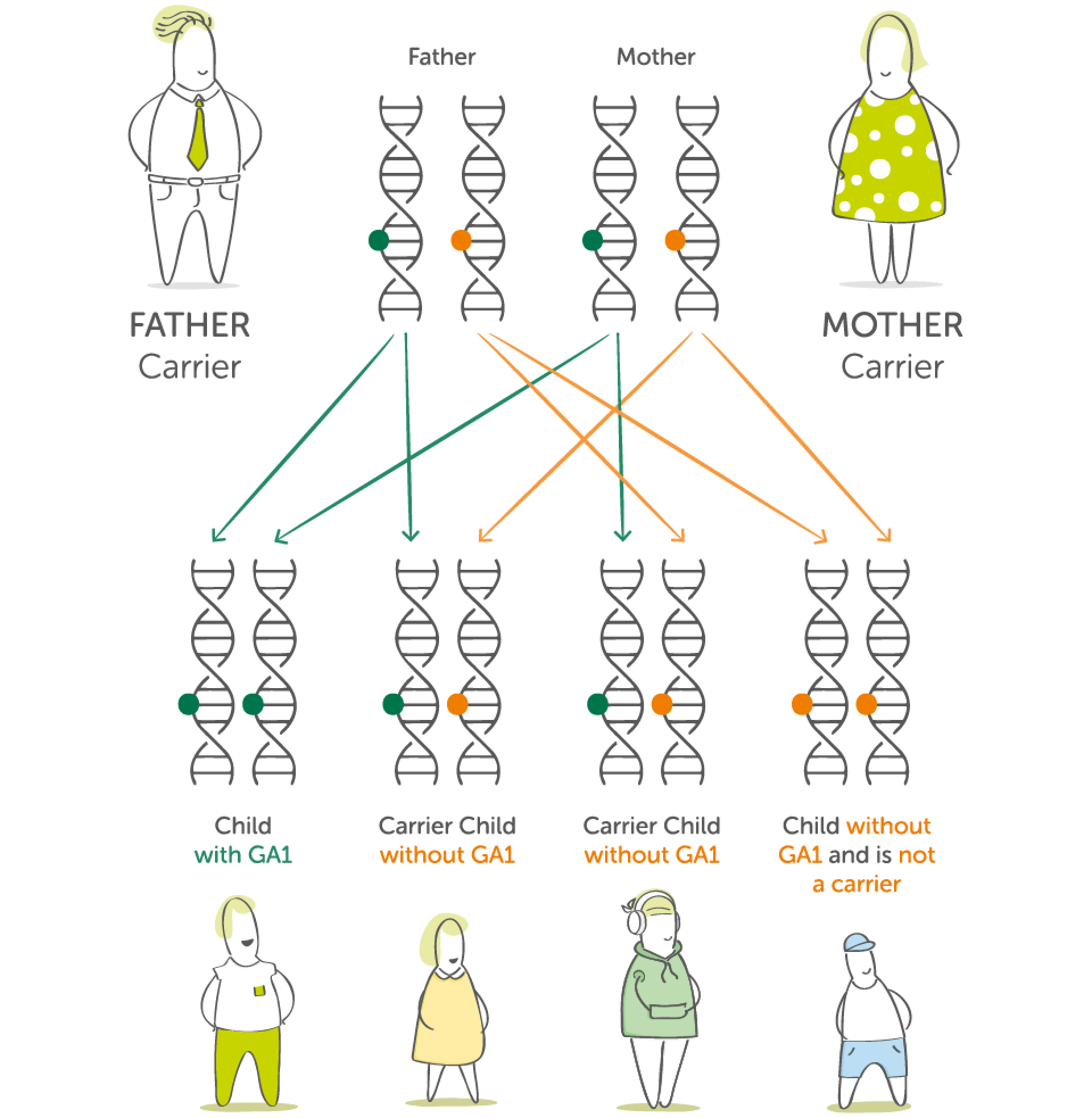 Illustration showing carrier parent can have a child with GA1, a carrier or a child without the gene
