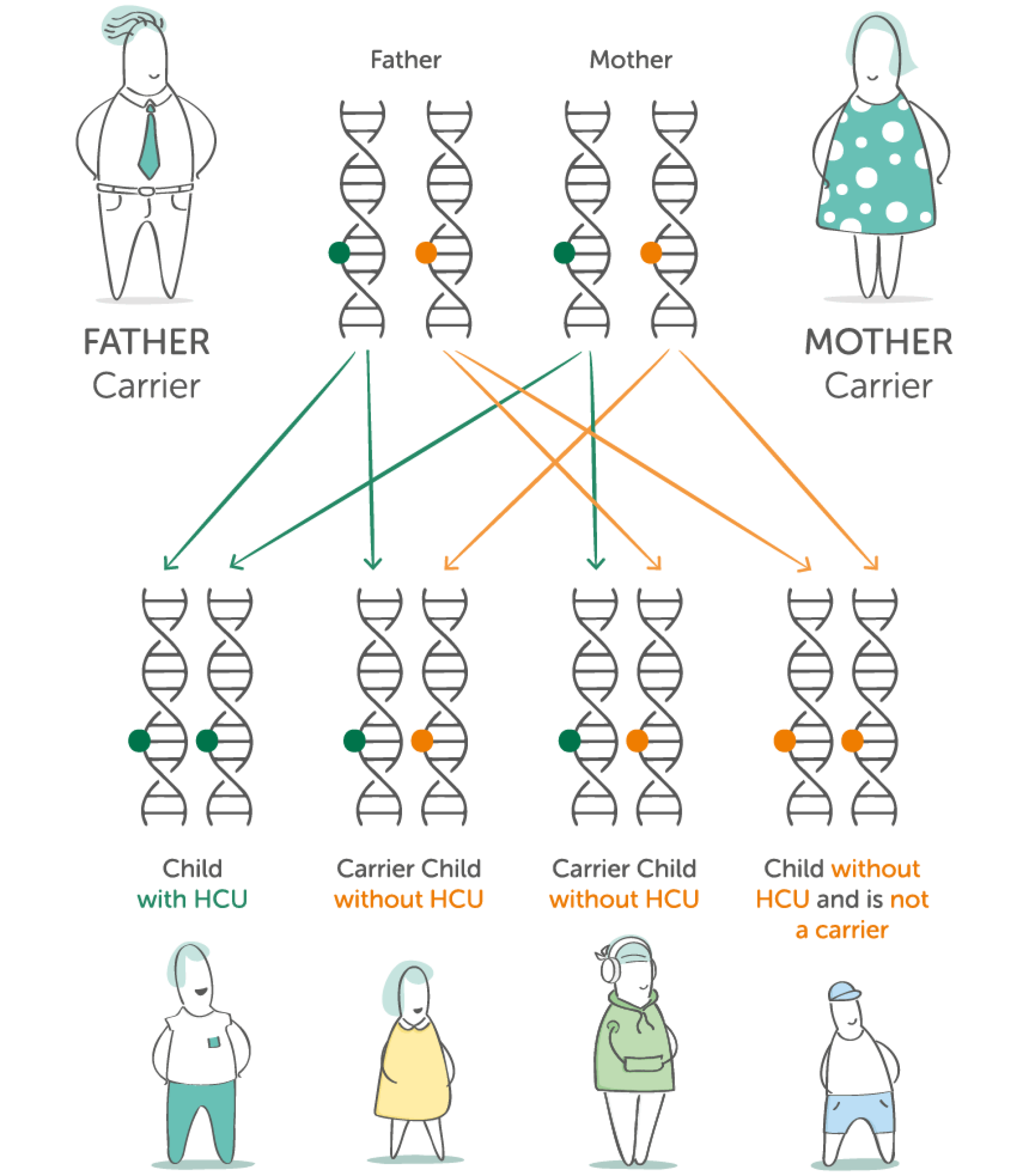 Diagram showing how two HCU carriers can have a child with HCU, a carrier, or a child without the gene