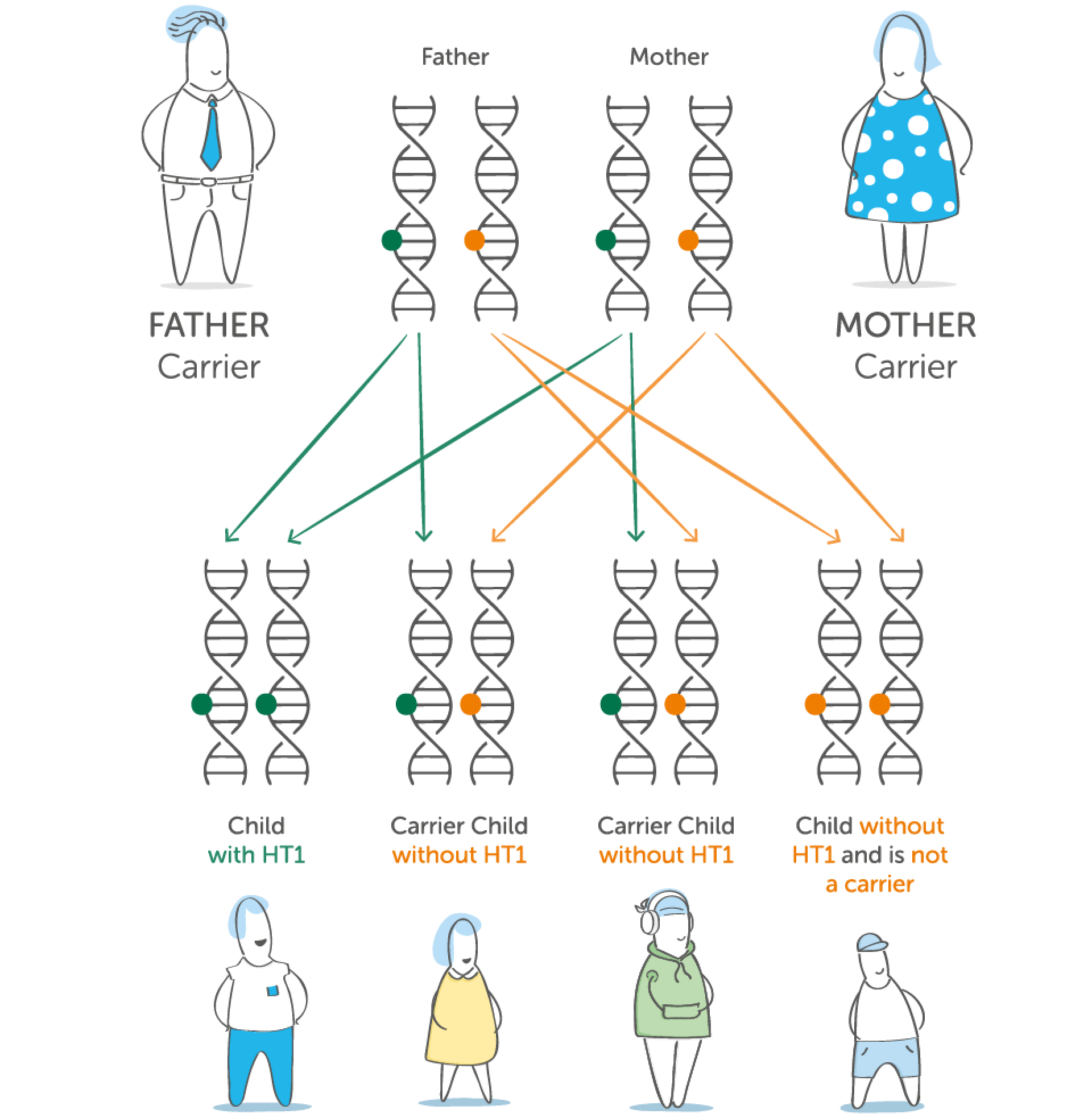 Diagram showing how two HT1 parent carriers can have a child with HT1, a carrier, or a child without the gene