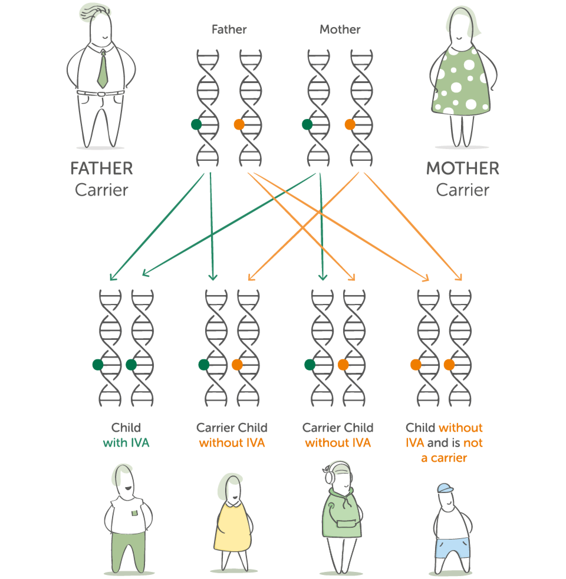 Diagram showing how two IVA carrier parents can have a child with IVA, a carrier, or a child without the gene