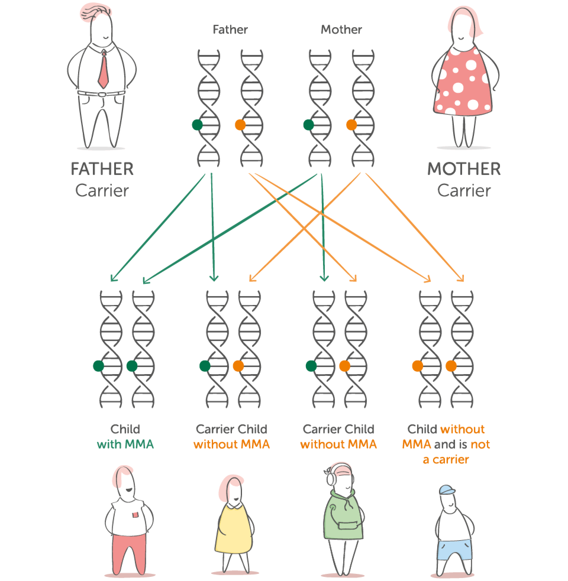 Diagram showing how two MMA carrier parents can have a child with MMA, a carrier, or a child without the gene