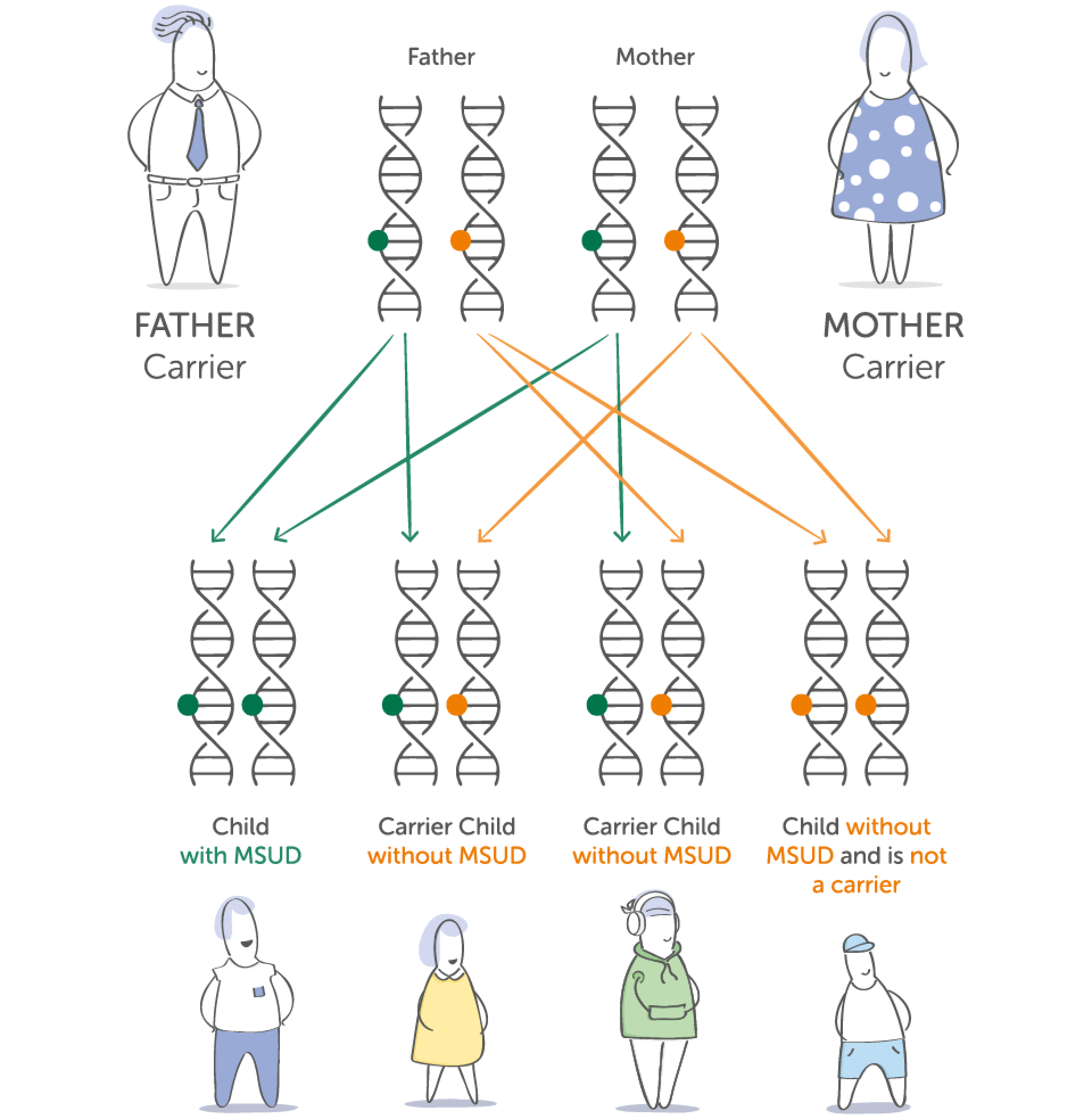 Diagram showing how two MSUD carriers can have a child with MSUD, a carrier, or a child without the gene