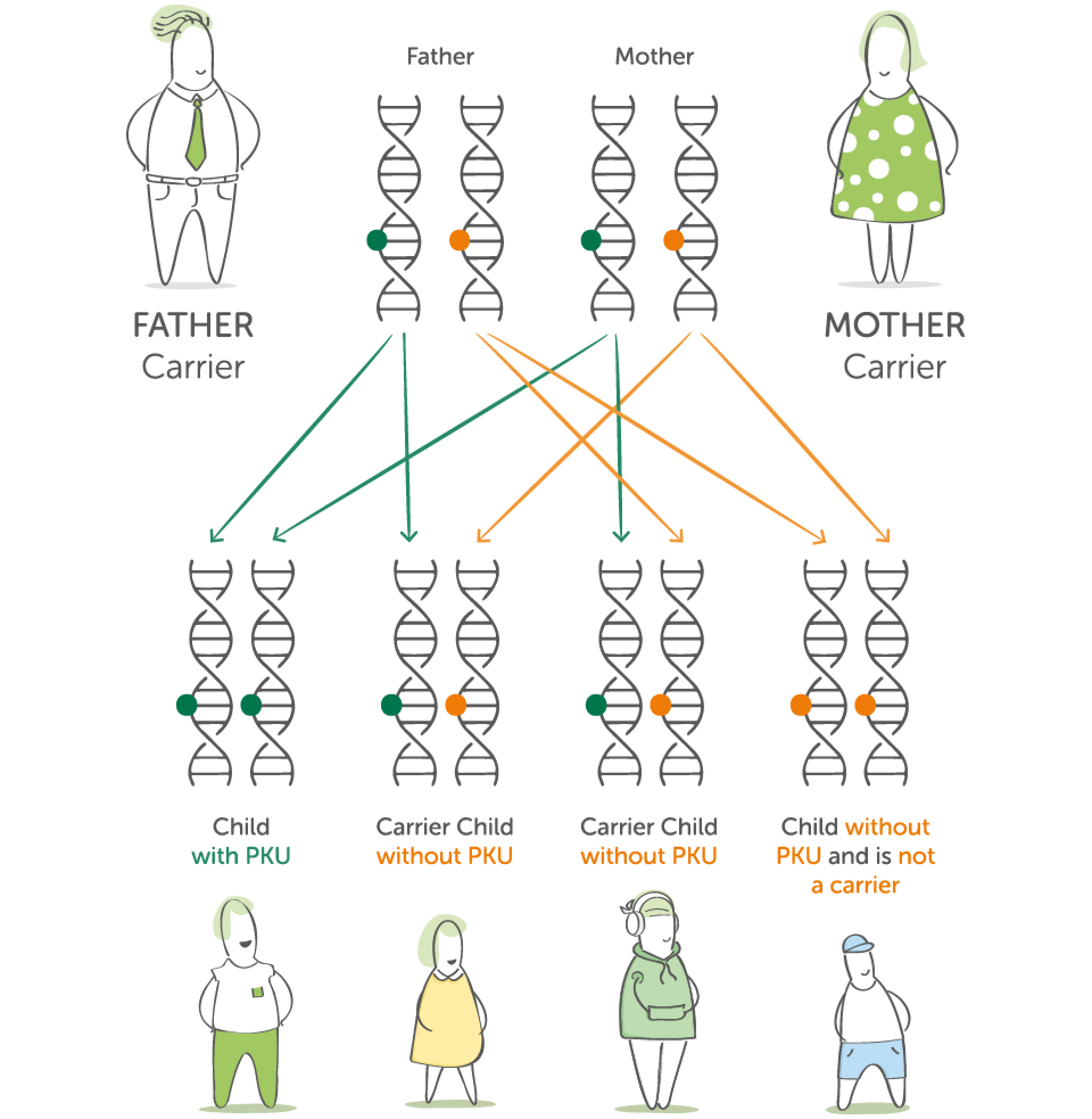 Diagram showing how two PKU carriers can have a child with PKU, a carrier, or a child without the gene
