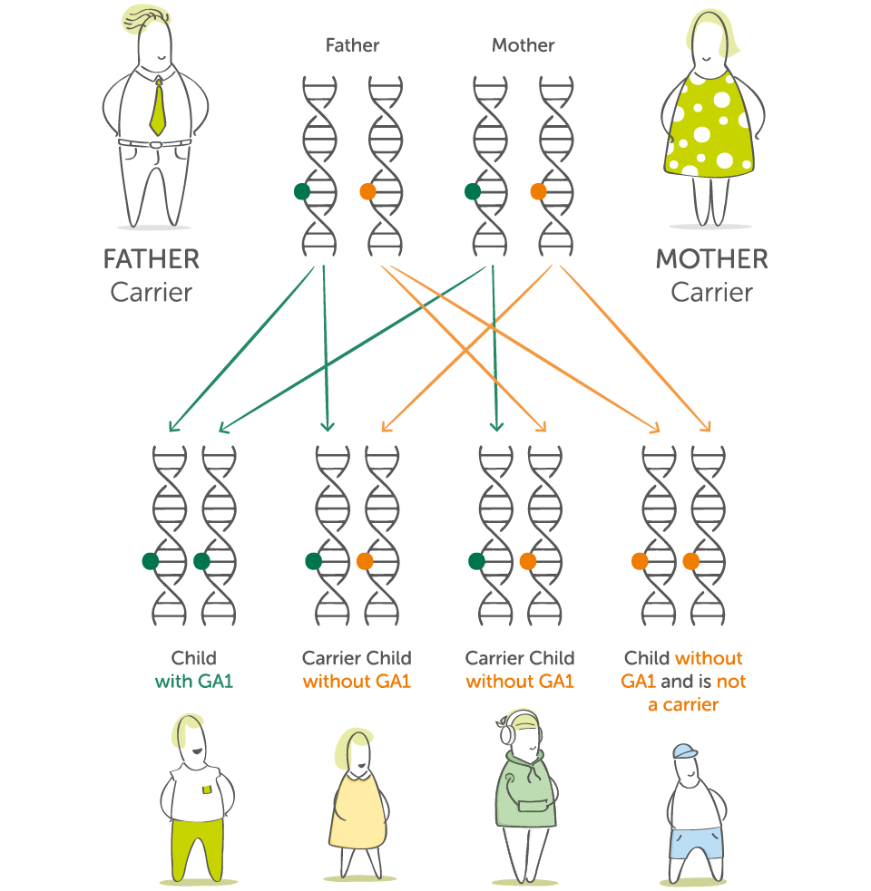 Illustration showing carrier parent can have a child with GA1, a carrier or a child without the gene