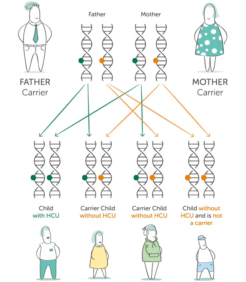 Diagram showing how two HCU carriers can have a child with HCU, a carrier, or a child without the gene