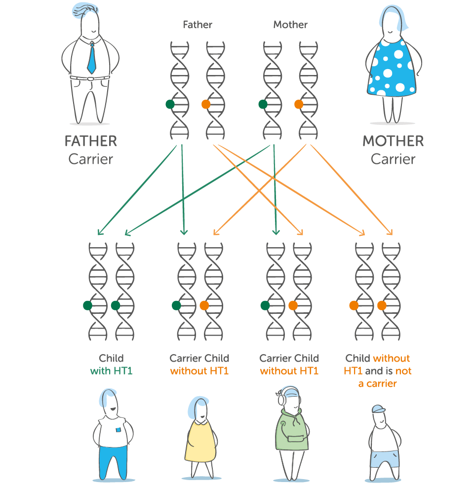 Diagram showing how two HT1 parent carriers can have a child with HT1, a carrier, or a child without the gene