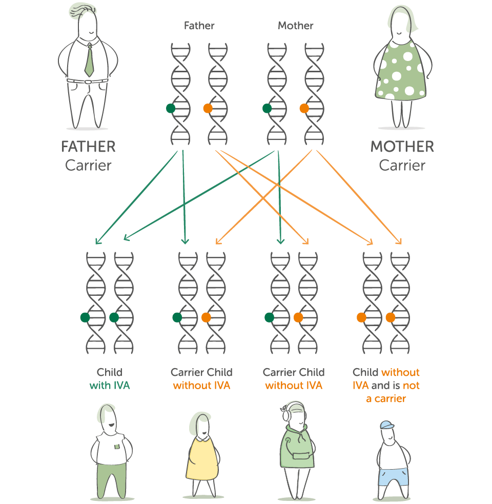 Diagram showing how two IVA carrier parents can have a child with IVA, a carrier, or a child without the gene