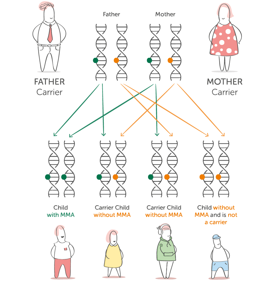 Diagram showing how two MMA carrier parents can have a child with MMA, a carrier, or a child without the gene