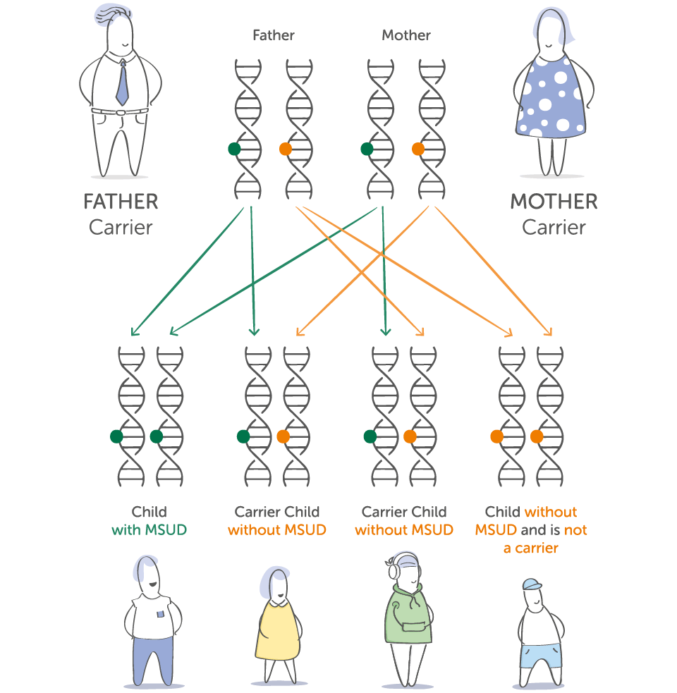 Diagram showing how two MSUD carriers can have a child with MSUD, a carrier, or a child without the gene