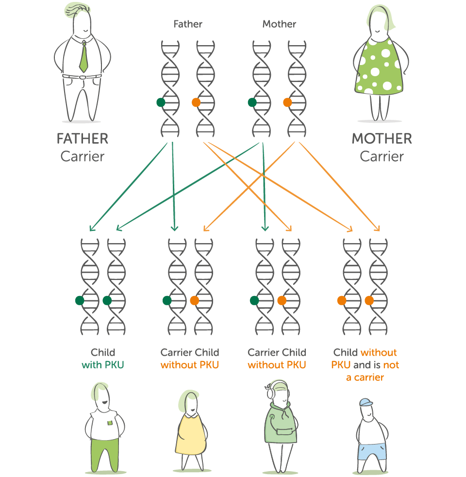 Diagram showing how two PKU carriers can have a child with PKU, a carrier, or a child without the gene