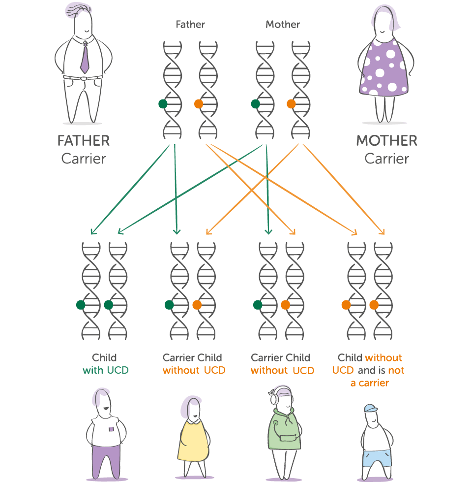 Diagram, showing a mother and father who are carriers of UCD having one child with UCD, 2 carrier children & one non-carrier
