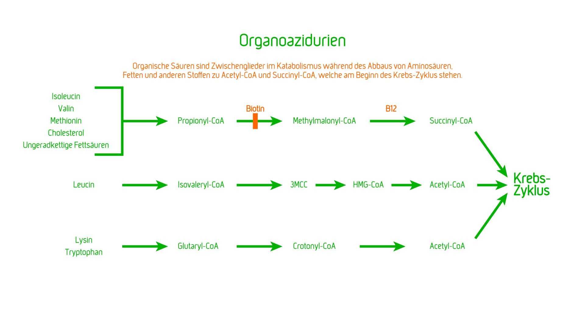 Organoazidopathien (Organoazidurien)