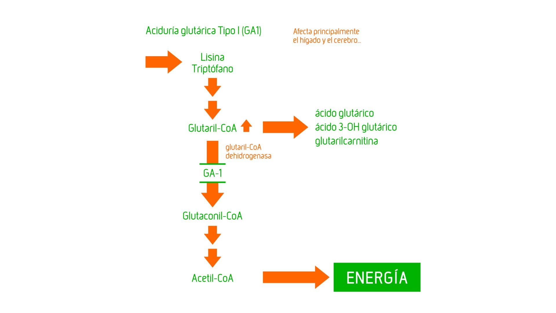 Aciduría Glutárica